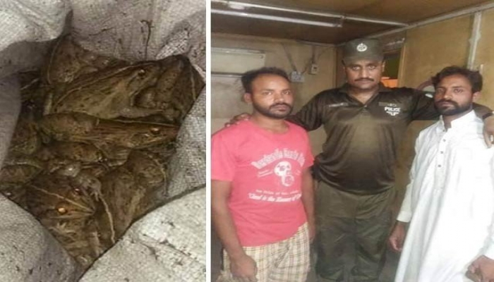 Police Caught Dead Frogs in Lahore – What happened with them ? 